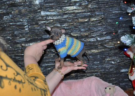 Синий той-терьер. Мини Мини мальчик оленёнок