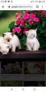 Рэгдол котята