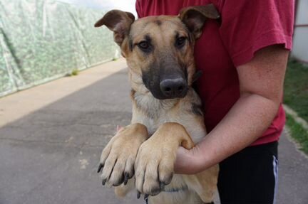 Щенок Арчи, 11 мес. В дар