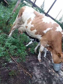 Корова дойная молочная с теленком - фотография № 2