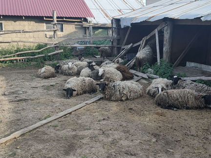Овцы беременные и с ягнятами - фотография № 1