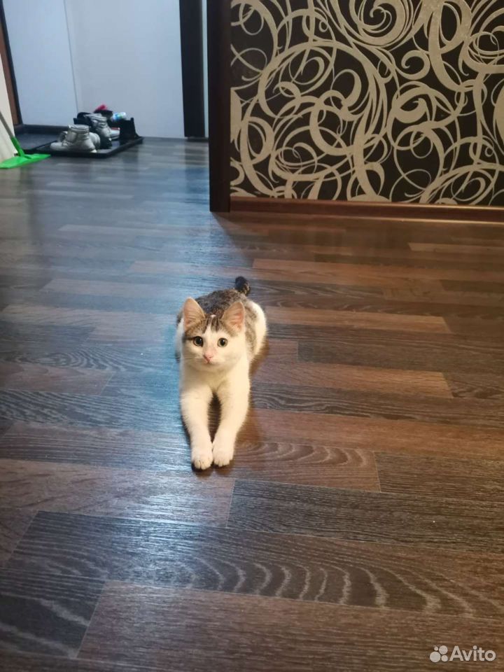 Котенок