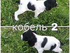 Собака Русский охотничий спаниель объявление продам