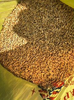 Зерно пшеница ячмень урожай 2022,кукуруза