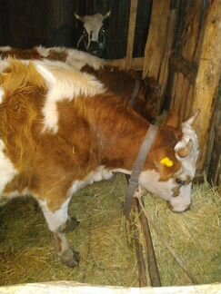 Корова с теленком бычок 3 месяца