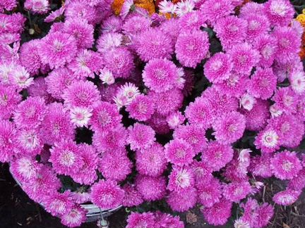 Саженцы Хризантем для сада и дачи
