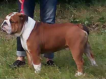 вязка собак бульдогов