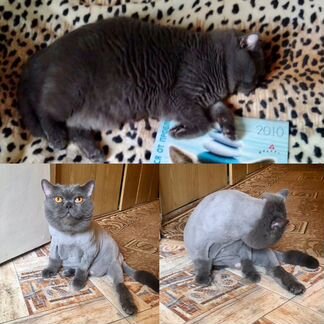 Груминг собак и кошек