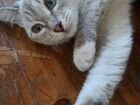 Кошка тайско-сиамская ищет кота