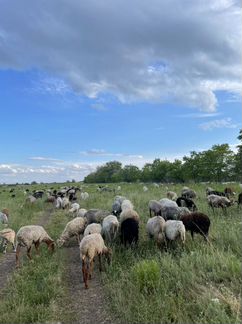 Бараны, овцы (Самара-Новокуйбышевск) - фотография № 5