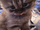 Персидская кошка цвет шиншила объявление продам