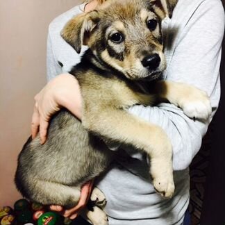 Плюшевый щенок Люси в добрые руки