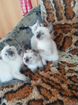 Продаю тайских котят объявление продам