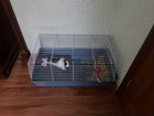 Кролик и клетка для кролика объявление продам