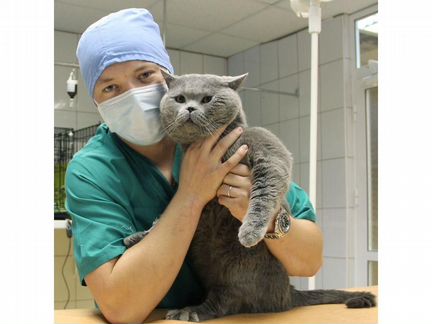 Ветеринарный врач выезд 24 часа