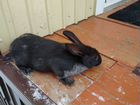 Кролики породы серебристый: 