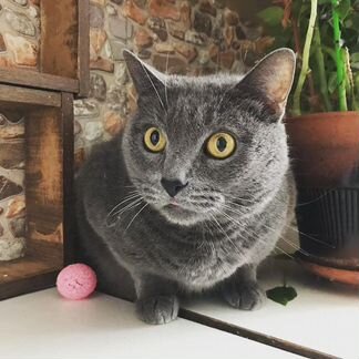 Котик Тишка спасенный от наследников, ищет дом