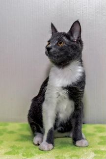 Котик в добрые руки