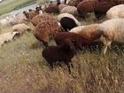 Овцы бараны ягнята оптом