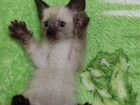 Котенок сиамский в добрые руки объявление продам