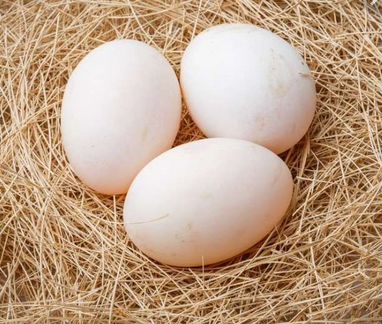 Инкубационные гусиные, индоутинные яйца