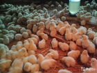 Цыплята суточные. кобб 500,инкубационное яйцо кобб