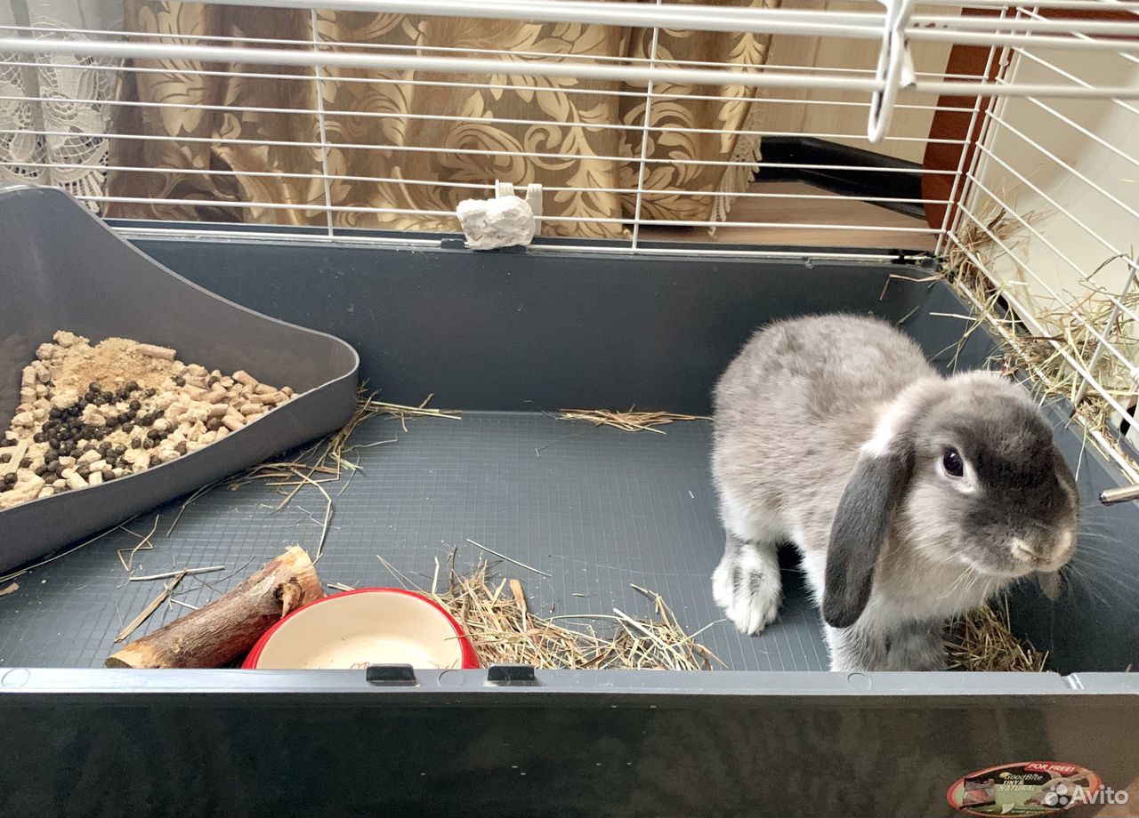туалет для карликового кролика. советский мардер кролик. приучить кролика к лотку. какие миски нужны для кроликов. туалет для декоративного кролика.