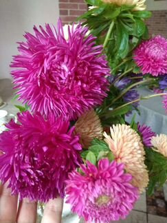 Семена от Биотехники. Совместная закупка