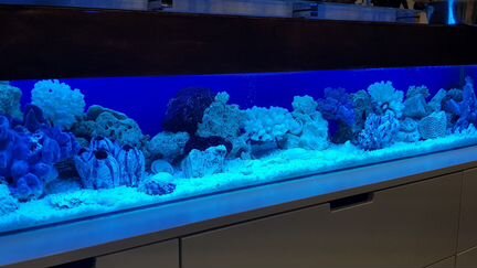 Оформление и обслуживание аквариумов