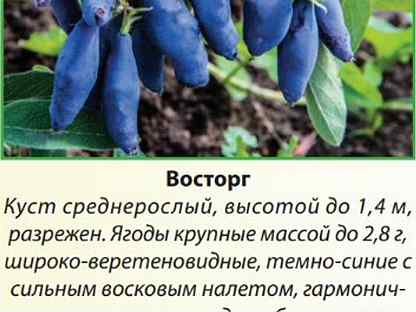 Жимолость восторг описание отзывы. Жимолость восторг. Жимолость восторг описание сорта. Жимолость Камчатская Vostorg) м40. 280 Жимолость восторг.