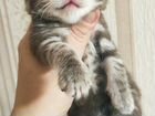 Шотландские мраморные котята объявление продам