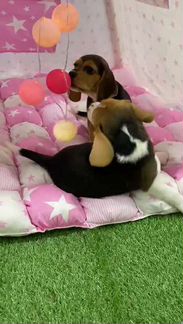 Щенки Бигля