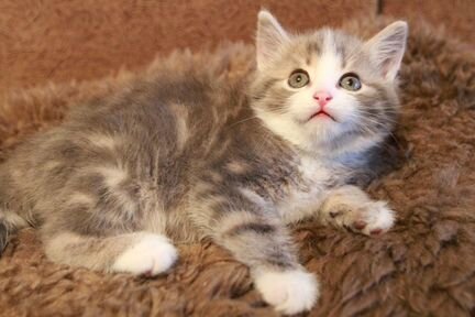 Симпатичный котёнок