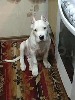 Аргентинский дог