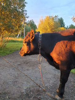 Телятина Блек Ангус