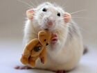 Крысы дамбо и стандарт объявление продам